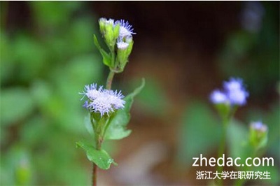 浙江大學在職研究生學費會很貴嗎? 浙江大學在職研究生學費會很貴嗎?